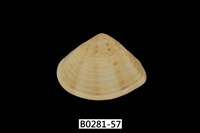 藏品(花蛤)的圖片